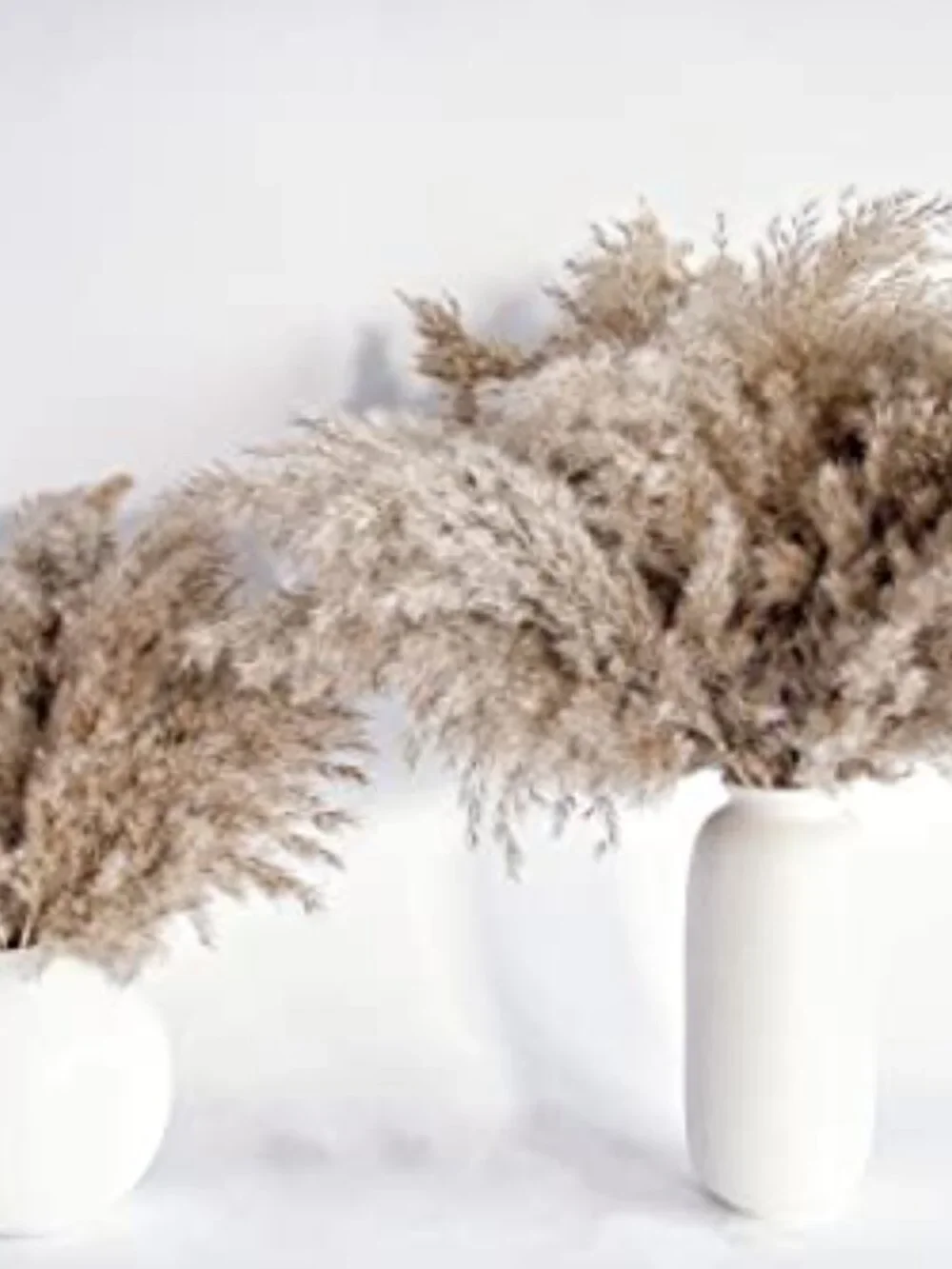 New Pampas Grass Decor, Natural Dry Pampas Grass Small, Short Pampass Bulk - Picture 4 of 7